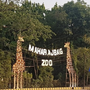 Maharaj bag Zoo